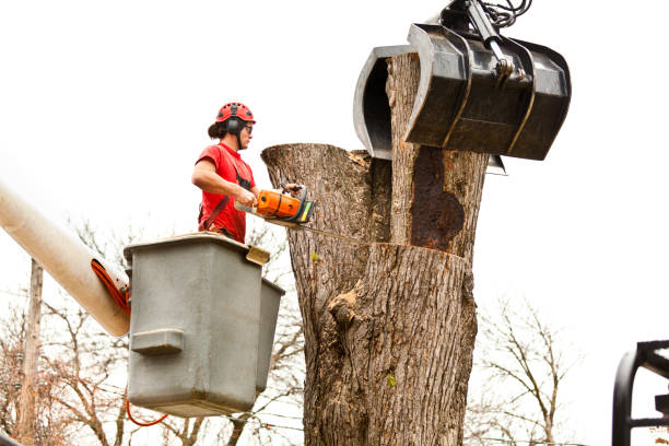 Trusted Unalaska, AK Tree Care Experts